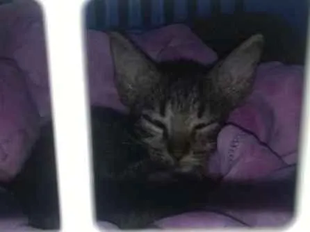 Gato raça Srd idade Abaixo de 2 meses nome Nino