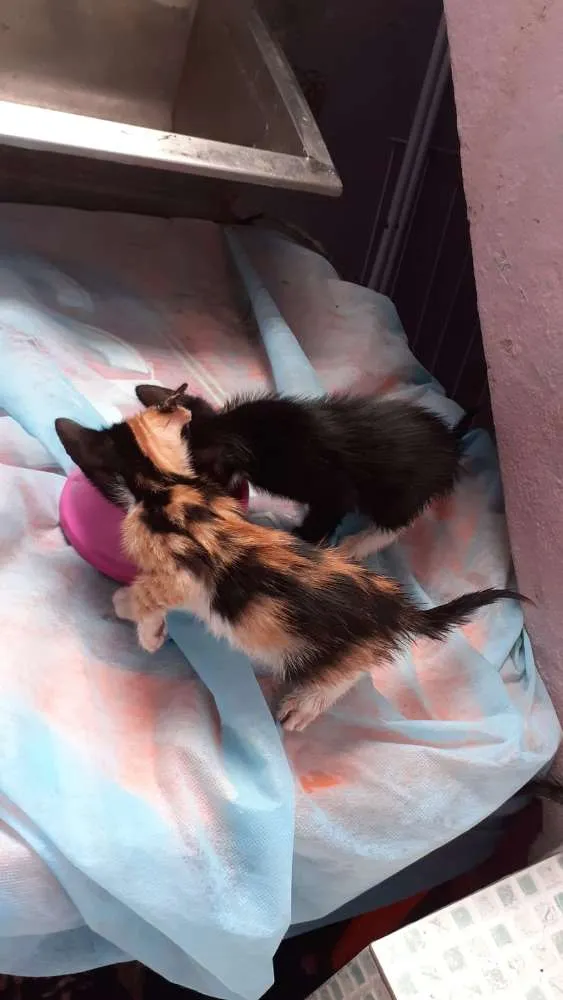 Gato raça Srd idade Abaixo de 2 meses nome Bebês 