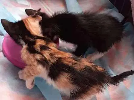 Gato raça Srd idade Abaixo de 2 meses nome Bebês 