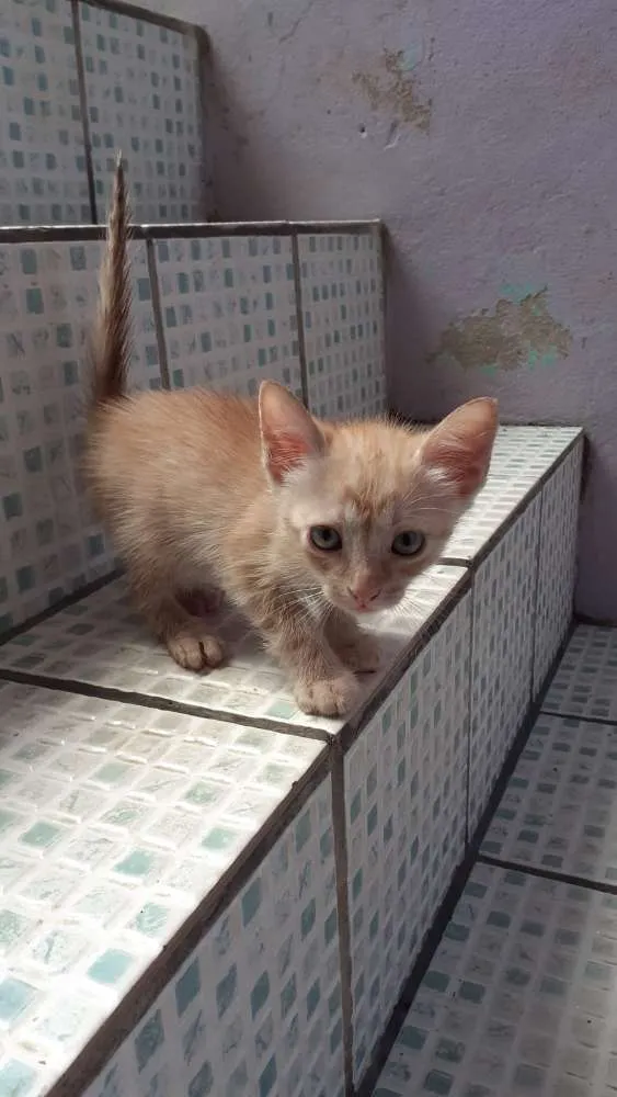 Gato raça Srd idade Abaixo de 2 meses nome Bebês 