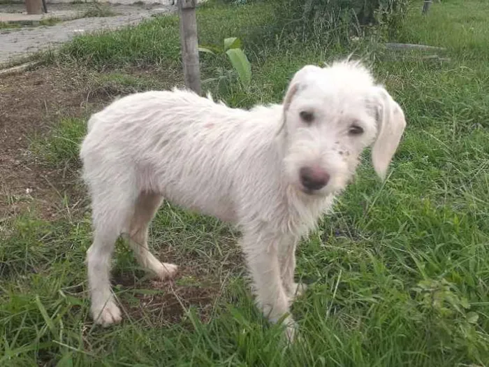 Cachorro raça Srd idade 2 a 6 meses nome Branca de Neve