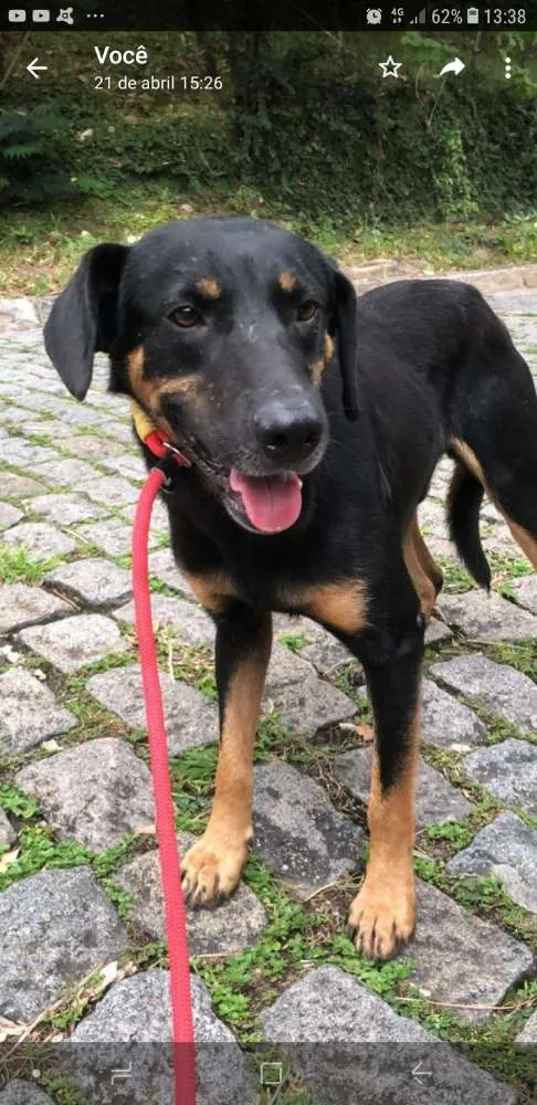 Cachorro ra a SRD idade 3 anos nome Negão 