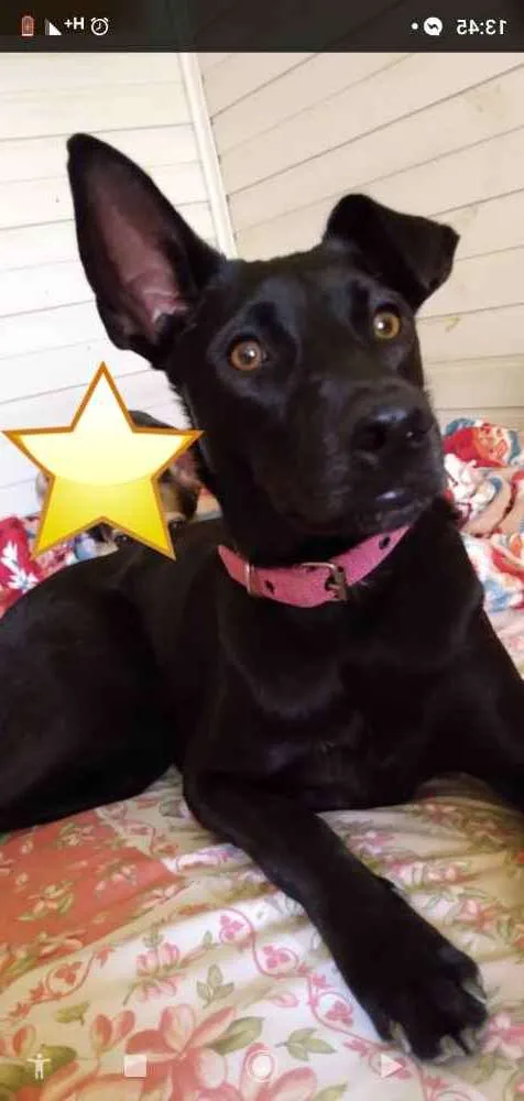 Cachorro ra a Srd idade 1 ano nome Lilica