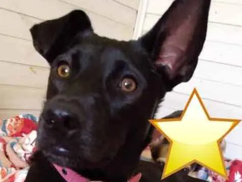 Cachorro ra a Srd idade 1 ano nome Lilica