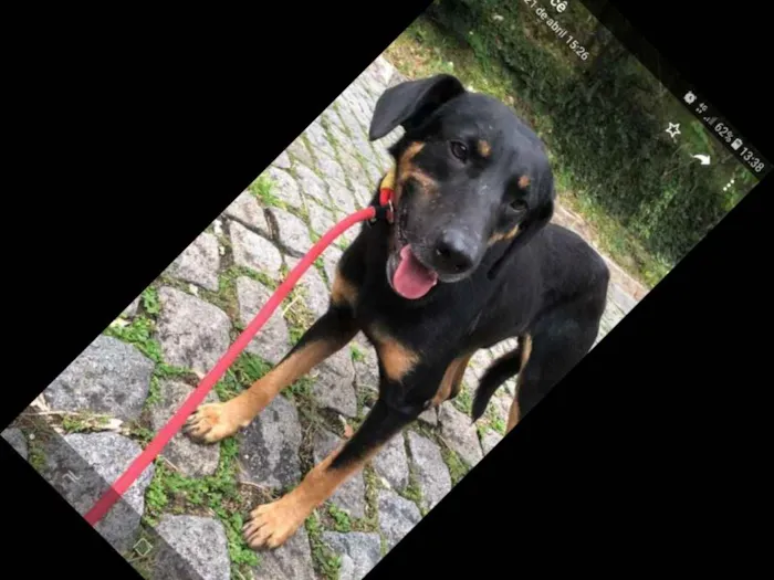 Cachorro ra a SRD idade 3 anos nome Negão 