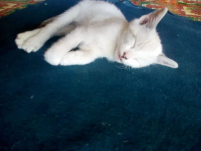 Gato ra a Não sei idade Abaixo de 2 meses nome Não tem