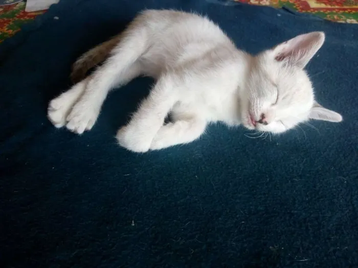 Gato ra a Não sei idade Abaixo de 2 meses nome Não tem