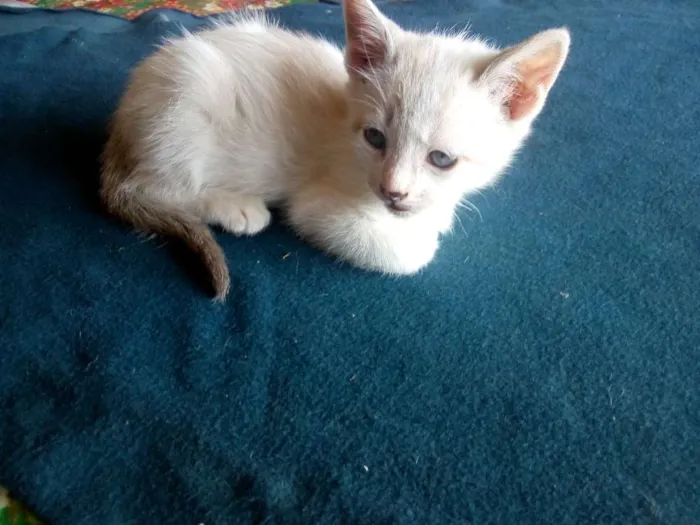 Gato ra a Não sei idade Abaixo de 2 meses nome Não tem