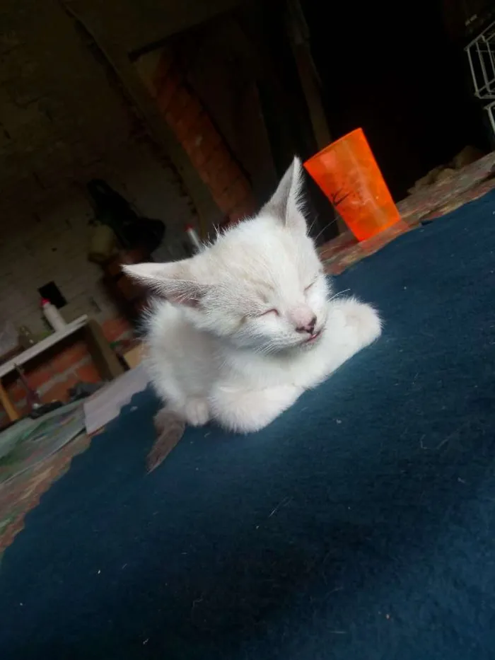Gato ra a Não sei idade Abaixo de 2 meses nome Não tem