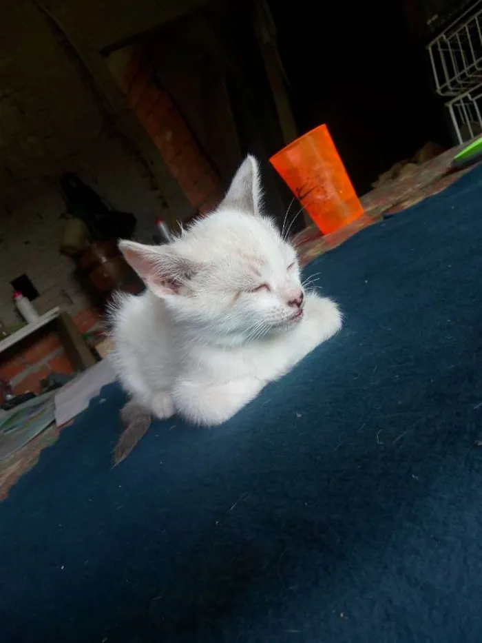 Gato ra a Não sei idade Abaixo de 2 meses nome Não tem