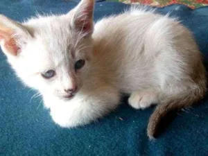 Gato raça Não sei idade Abaixo de 2 meses nome Não tem