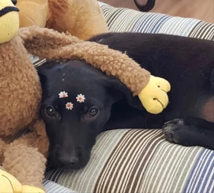 Cachorro ra a SRD idade 2 a 6 meses nome Pink