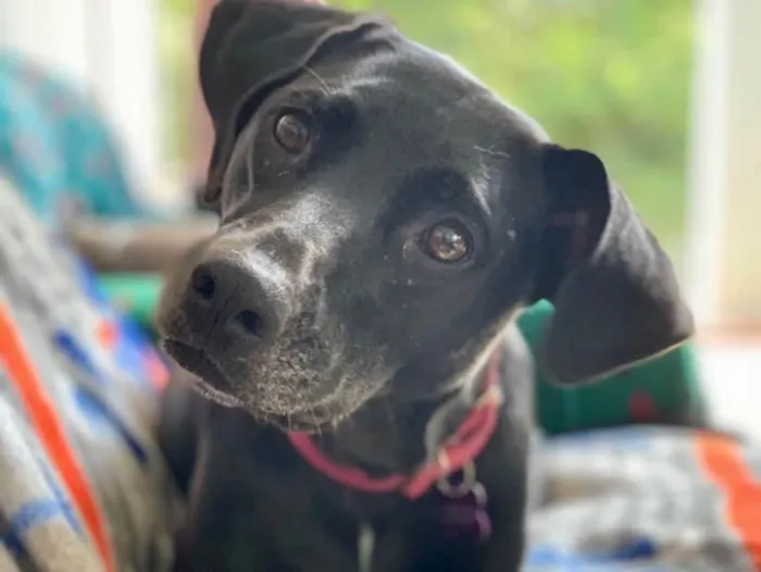 Cachorro ra a SRD idade 2 anos nome Bellinha
