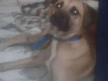 Cachorro raça Vira  lata idade 1 ano nome Rabito