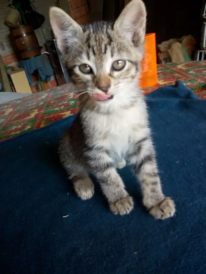 Gato ra a Não sei idade Abaixo de 2 meses nome Não tem