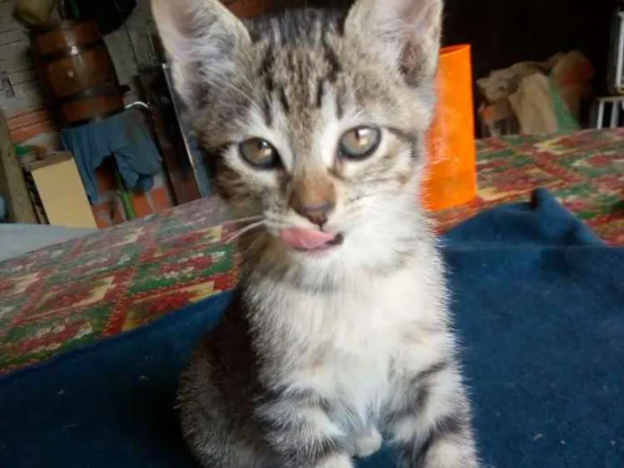 Gato ra a Não sei idade Abaixo de 2 meses nome Não tem