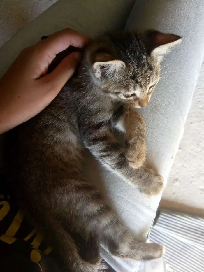 Gato ra a Não sei idade Abaixo de 2 meses nome Não tem