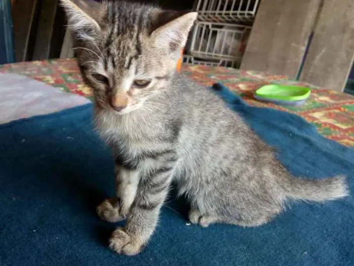 Gato ra a Não sei idade Abaixo de 2 meses nome Não tem