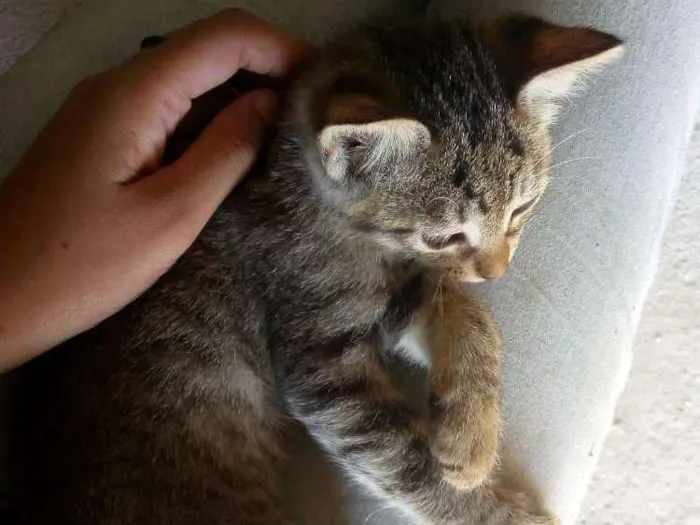 Gato ra a Não sei idade Abaixo de 2 meses nome Não tem