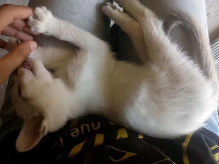 Gato ra a Não sei idade Abaixo de 2 meses nome Não tem