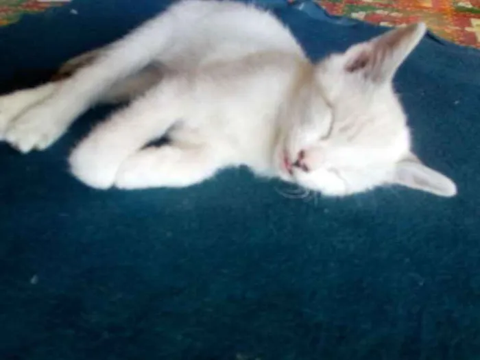 Gato ra a Não sei idade Abaixo de 2 meses nome Não tem