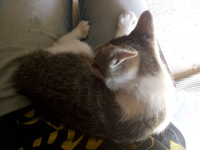 Gato ra a Não sei idade Abaixo de 2 meses nome Não tem