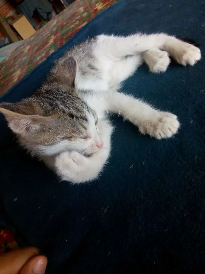 Gato ra a Não sei idade Abaixo de 2 meses nome Não tem