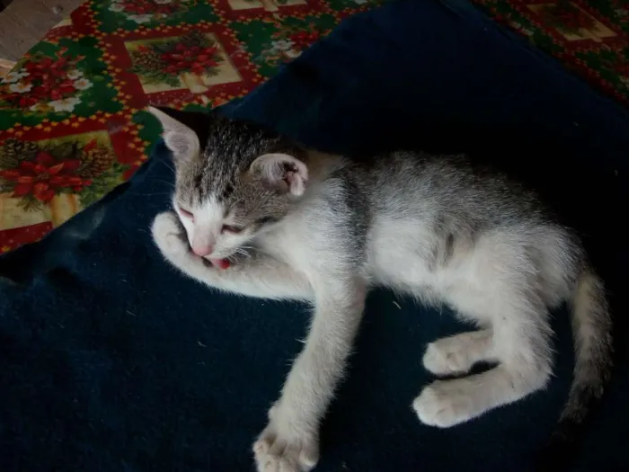 Gato ra a Não sei idade Abaixo de 2 meses nome Não tem
