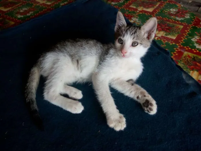 Gato ra a Não sei idade Abaixo de 2 meses nome Não tem