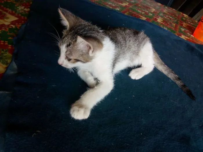 Gato ra a Não sei idade Abaixo de 2 meses nome Não tem
