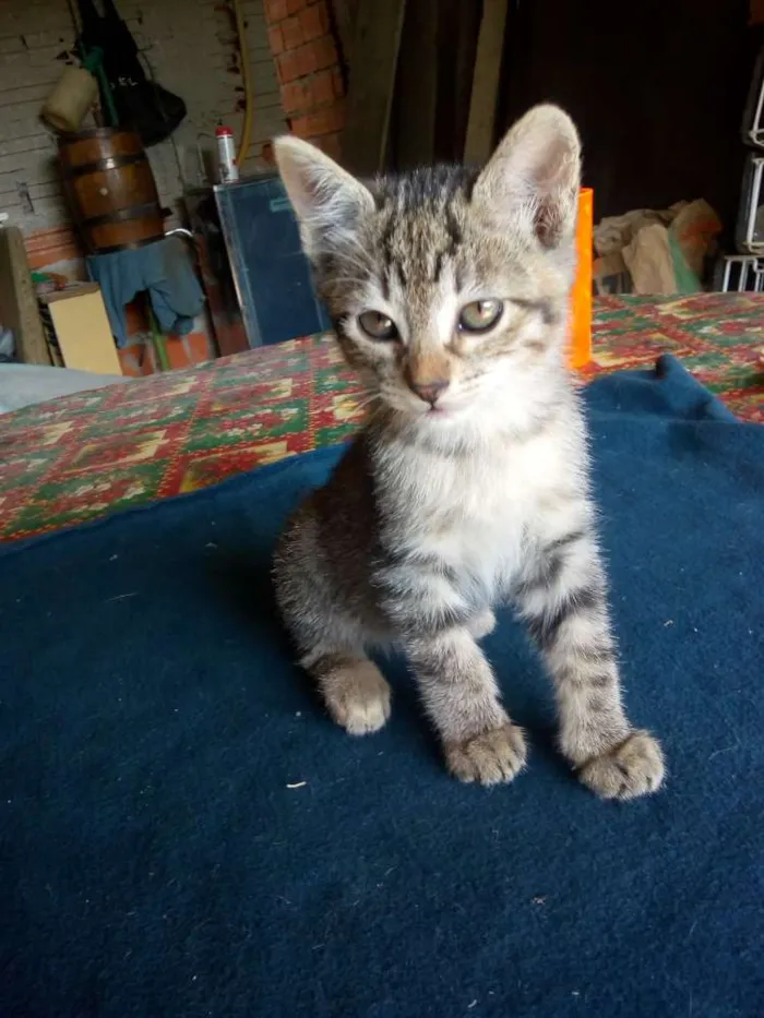 Gato ra a Não sei idade Abaixo de 2 meses nome Não tem