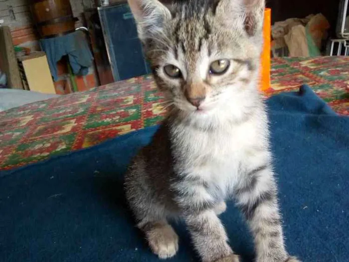 Gato ra a Não sei idade Abaixo de 2 meses nome Não tem