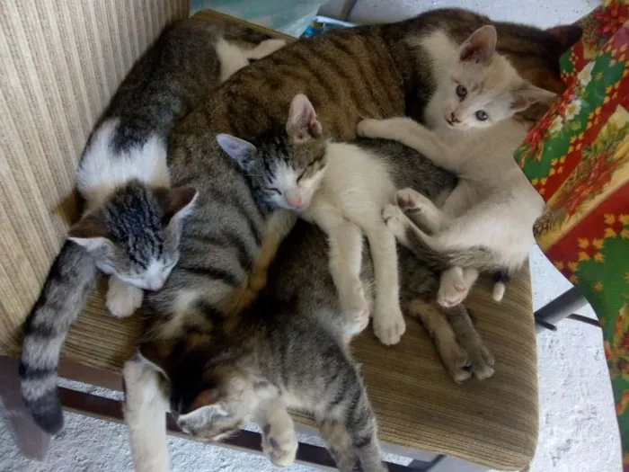 Gato ra a Não sei idade Abaixo de 2 meses nome Não tem