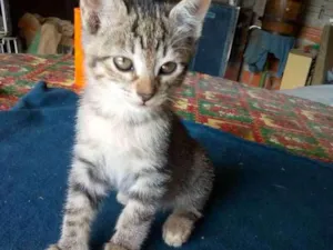 Gato raça Não sei idade Abaixo de 2 meses nome Não tem