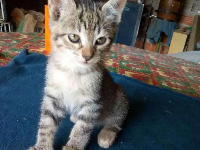 Gato ra a Não sei idade Abaixo de 2 meses nome Não tem