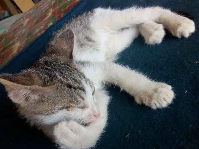 Gato ra a Não sei idade Abaixo de 2 meses nome Não tem