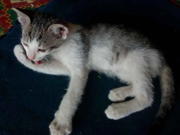 Gato ra a Não sei idade Abaixo de 2 meses nome Não tem