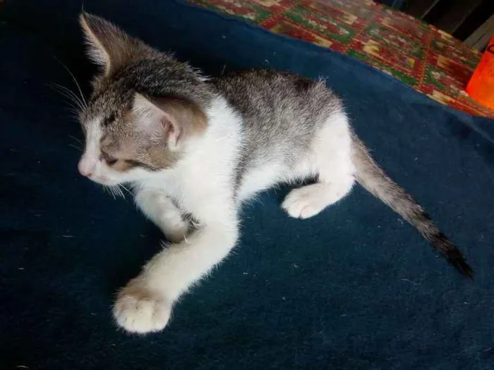 Gato ra a Não sei idade Abaixo de 2 meses nome Não tem