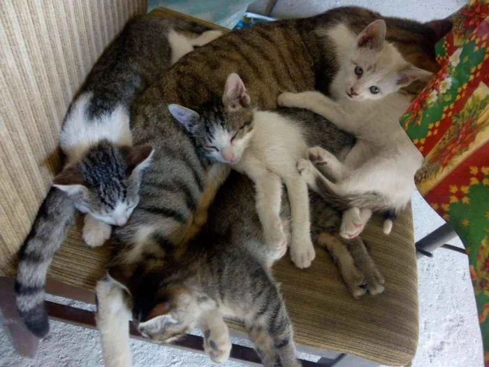 Gato ra a Não sei idade Abaixo de 2 meses nome Não tem