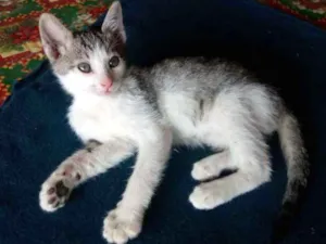 Gato raça Não sei idade Abaixo de 2 meses nome Não tem