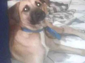 Cachorro raça Vira  lata idade 1 ano nome Rabito