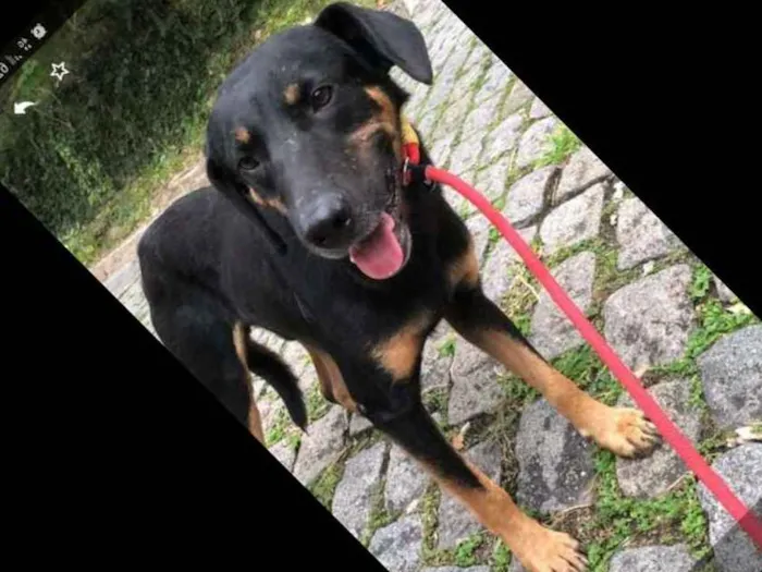 Cachorro ra a SRD idade 3 anos nome Negão 