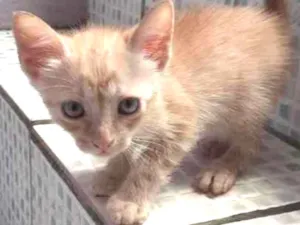 Gato raça Srd idade Abaixo de 2 meses nome Bebês 