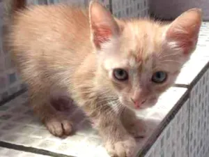 Gato raça Srd idade Abaixo de 2 meses nome Amarelinha 