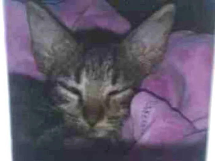 Gato raça Srd idade Abaixo de 2 meses nome Nino