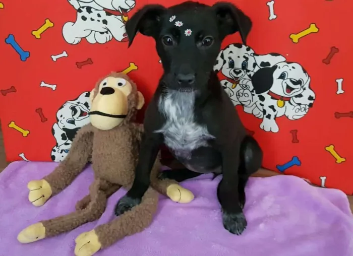 Cachorro ra a SRD idade 2 a 6 meses nome Pink