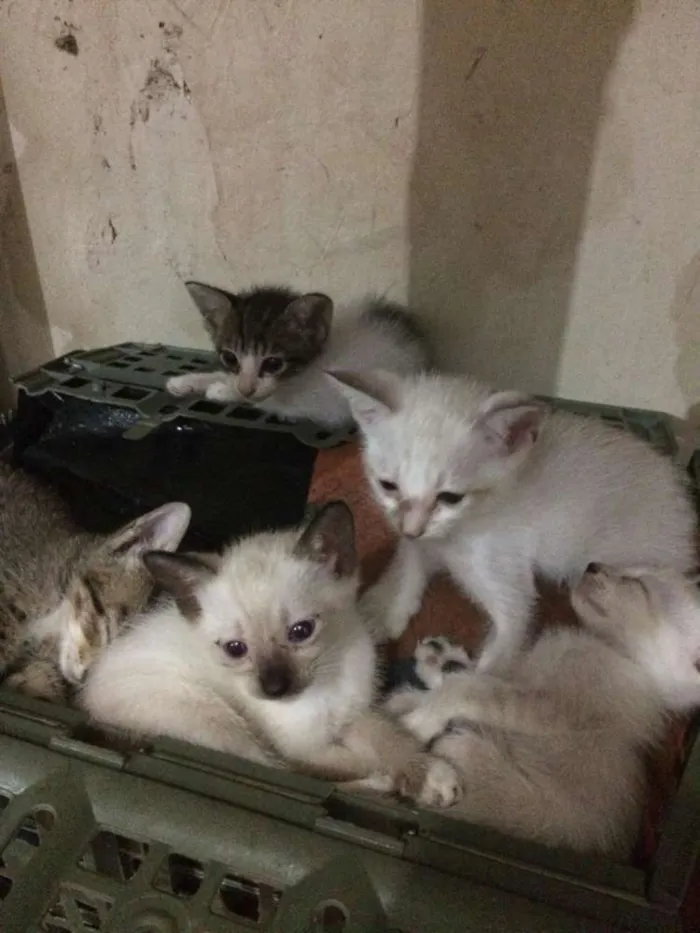 Gato ra a Não sei idade 2 a 6 meses nome Juniores