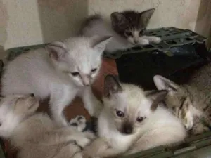Gato raça Não sei idade 2 a 6 meses nome Juniores