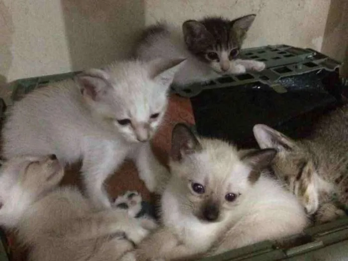 Gato ra a Não sei idade 2 a 6 meses nome Juniores