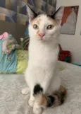 DORA
